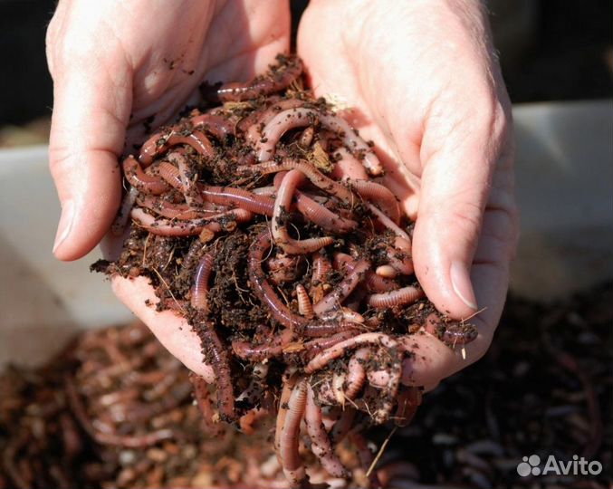 Калифорнийские черви