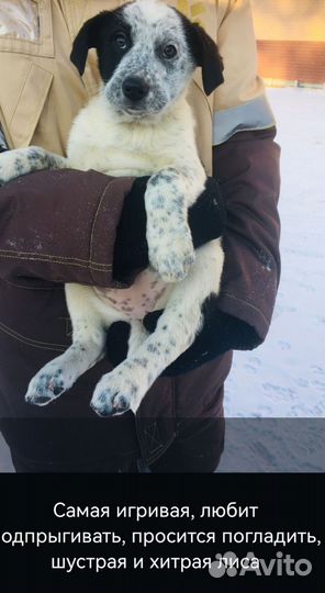 Щенок в добрые руки бесплатно