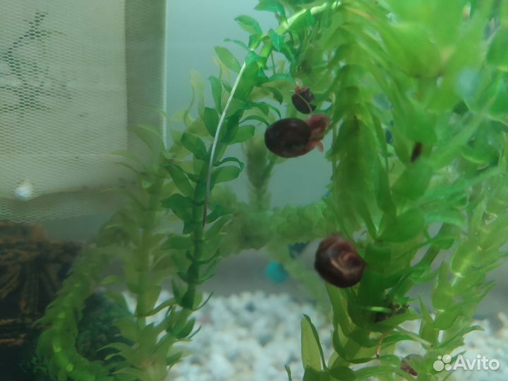 Улитки катушки