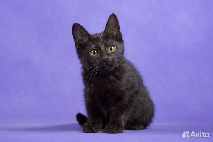 Шустрая девчонка 2 месяца ищет дом