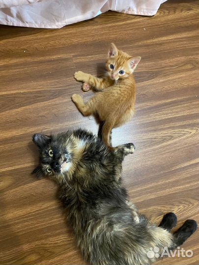 Котята