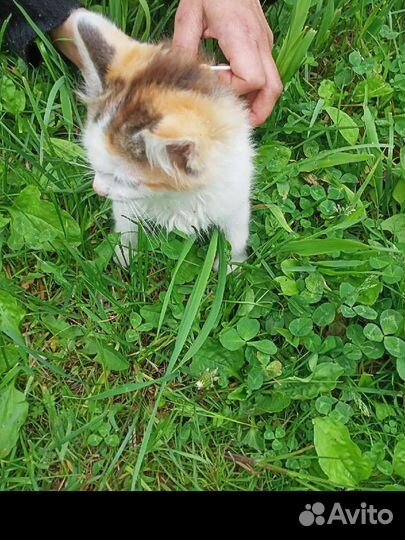 Отдаем котят в добрые руки