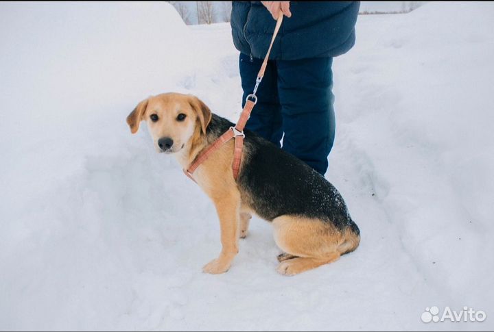 Собака в добрые руки