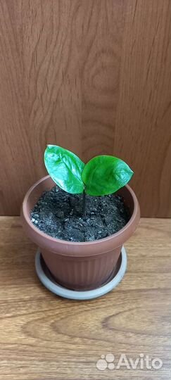 Комнатные растения отростки