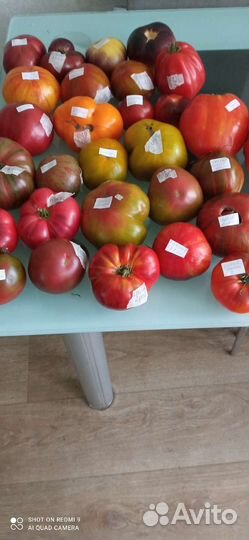 Семена помидор