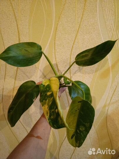 Филодендроны