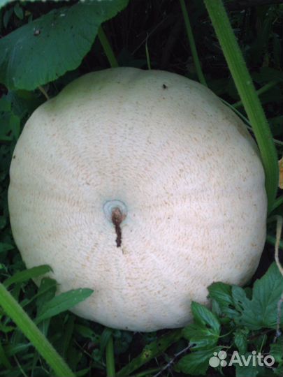 Облепиха ягоды, калина, тыква замороженные