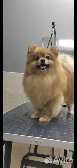 Стрижка собак груминг