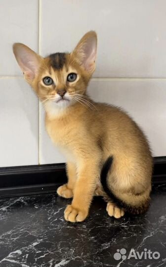 Абиссинский котенок