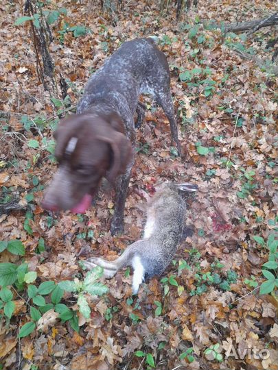 Курцхаар вязка