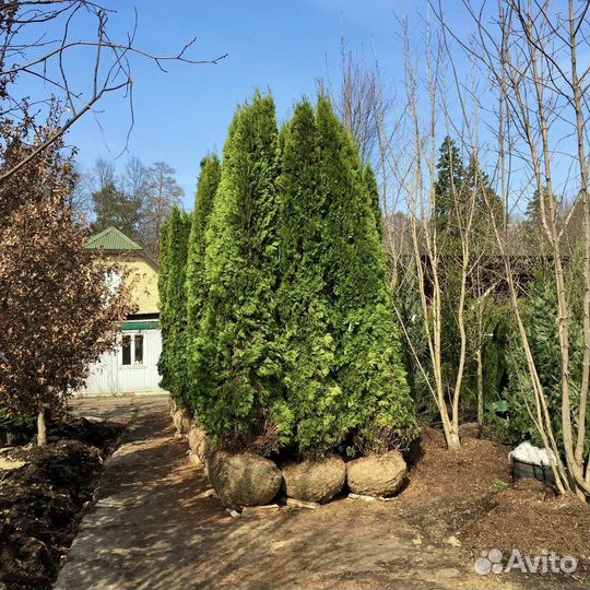 Туя Смарагд 2.5 метра отборнейшие 45 шт до 30.10