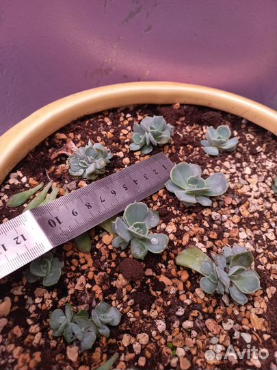 Набор суккулентов в аккуратном керамическом кашпо