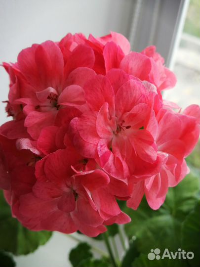 Пеларгония герань набор