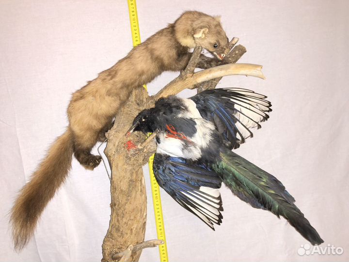 Чучела животных и птиц