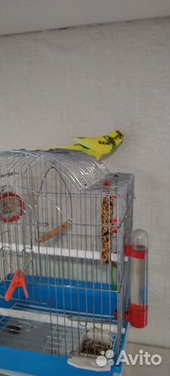 Волнистый попугай