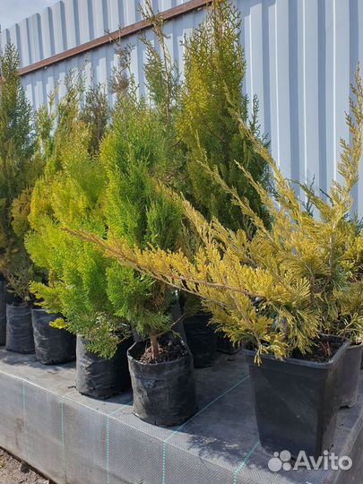 Хвойные деревья