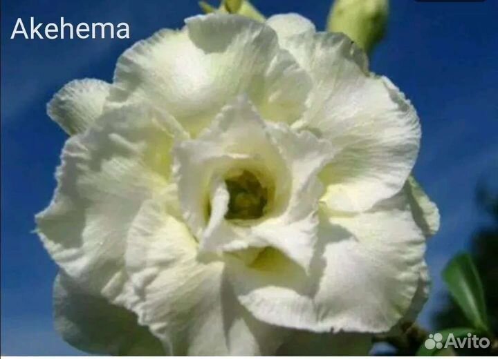 Адениум, Семена адениума микс махровые