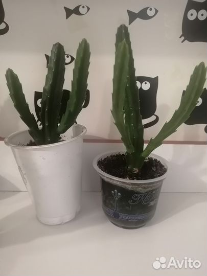 Стапелия, любителям суккулентов