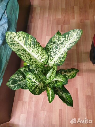 Диффенбахия Сегуина Ами