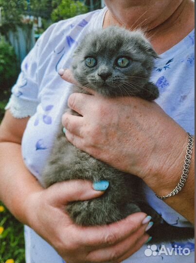 Британская вислоухая