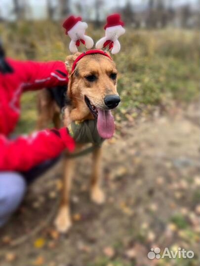 Брюс ищет дом