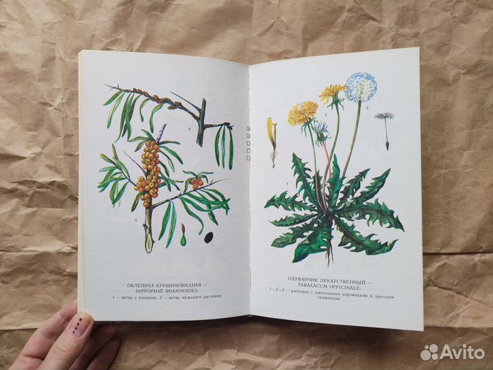 Лекарственные растения Среднего Поволжья