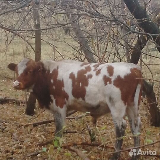 Продам бычков