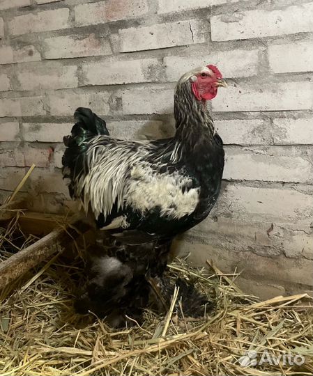 Петух Брама