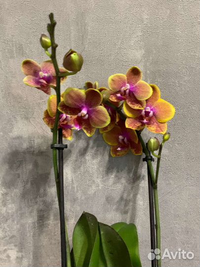 Орхидея фаленопсис