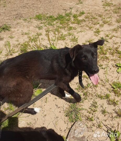 Щенки из приюта ждут своих хозяев