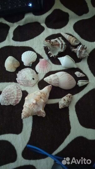 Морские ракушки