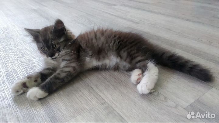 Харизматичный котенок