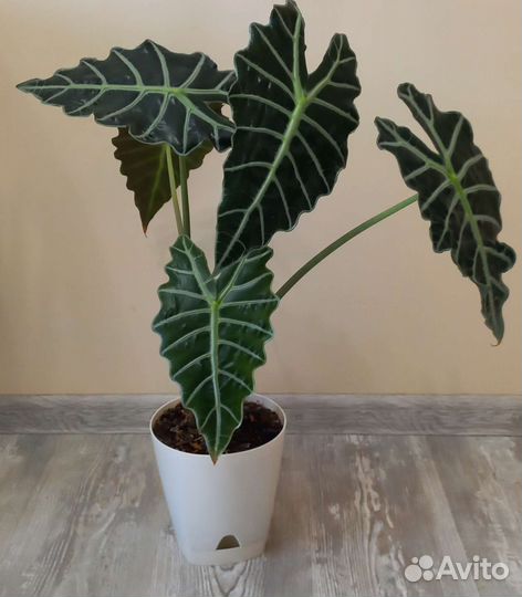 Алоказия полли