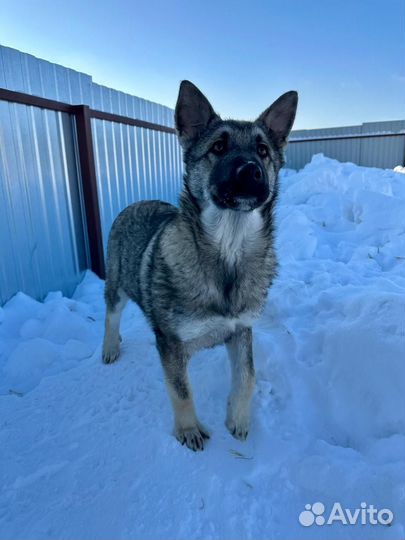Щенок мальчик в добрые руки
