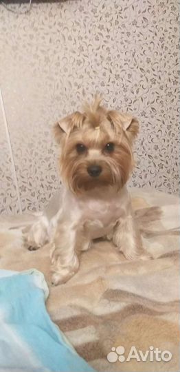 Йорик мальчик 2 года, вязка. Ждёт подругу сердца