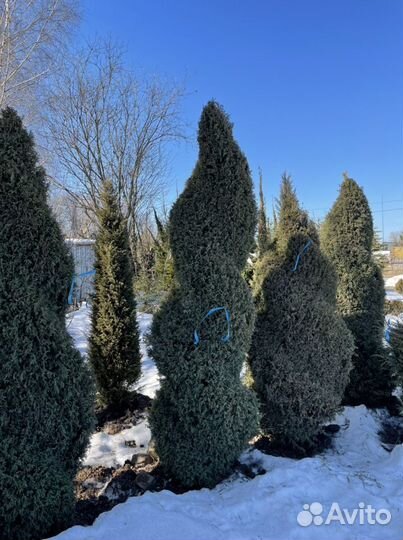 Можжевельник