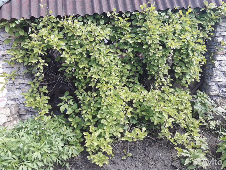 Лимонник китайский