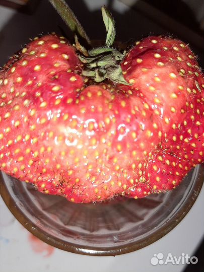 Клубника Великобритания,Маршал,Лесная сказка