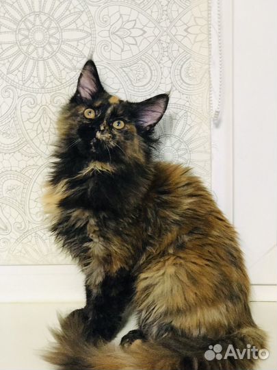 Мейн-куняшка