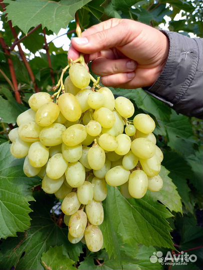 Саженцы винограда Ландыш