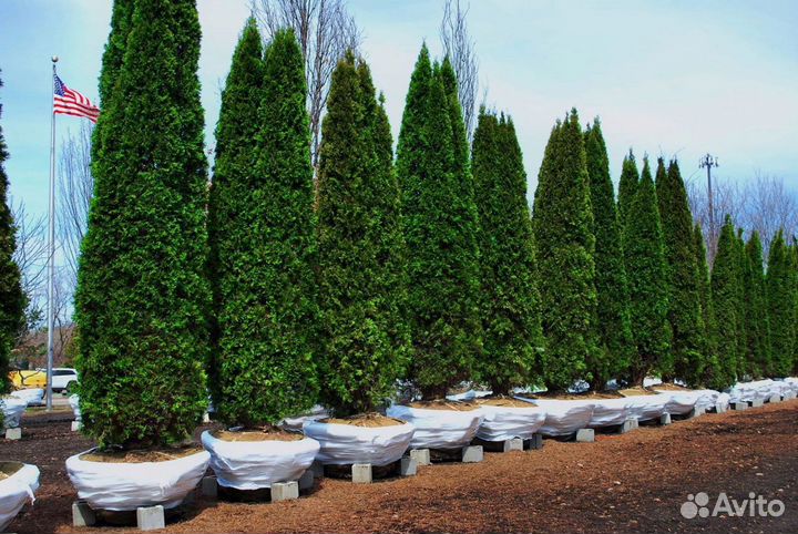 Туи колумна