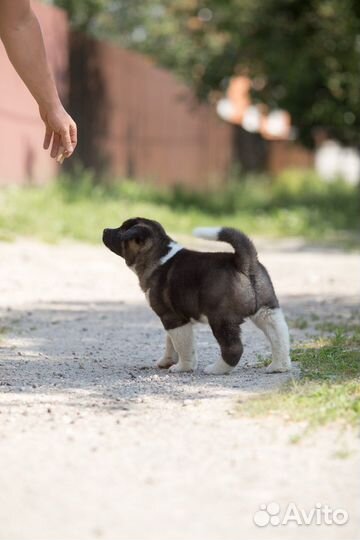 Американская акита