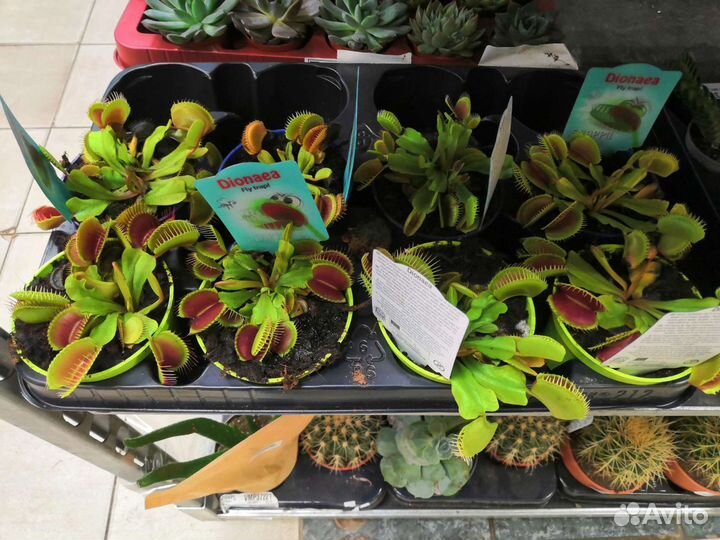 Дионея. Венерина мухоловка. Росянка, Непентес