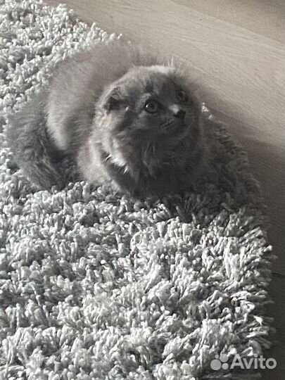 Домашние животные котята