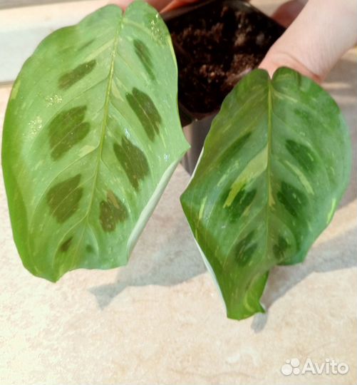 Маранта Бьюти Ким