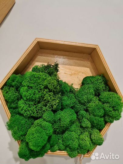 Полка сота мох стабилизированный