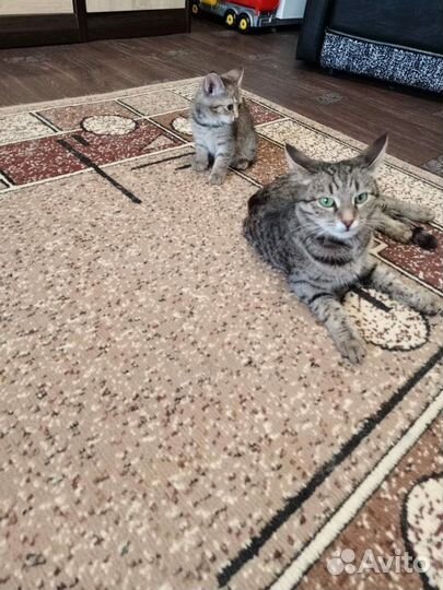 Котенок девочка в добрые руки