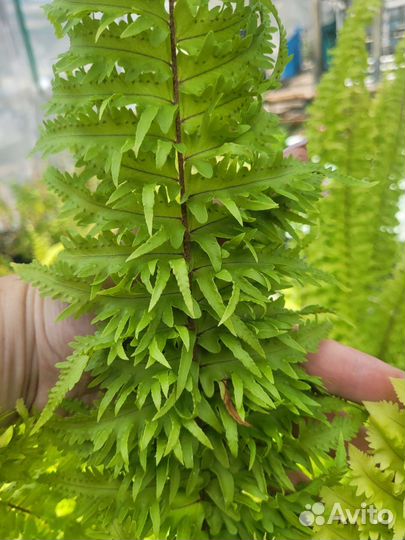 Папоротник сортовой