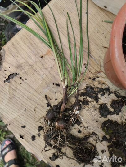 Зафирантес (выскочка) луковицы