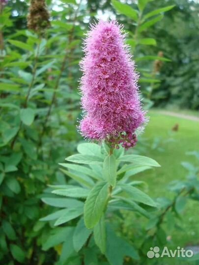 Спирея иволистная и айва японская